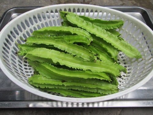 Đậu rồng được coi là một bài thuốc dân gian được nhiều người sử dụng để chữa đau dạ dày