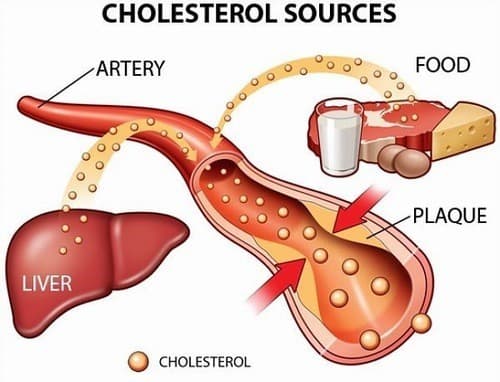 Cholesterol là thành phần quan trọng trong máu