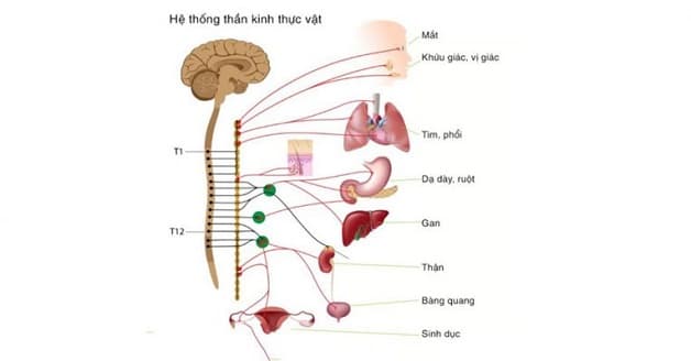 rối loạn thần kinh thực vật