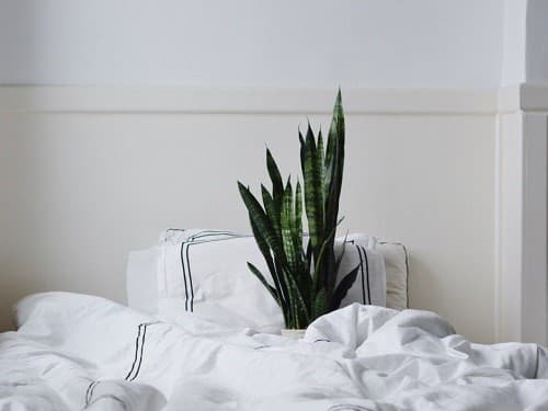 bảo vệ lá phổi trước khói bụi ô nhiễm 