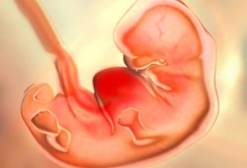 Thai nhi 7 tuần tuổi đã có những sự thay đổi và phát triển hơn so với những tuần trước