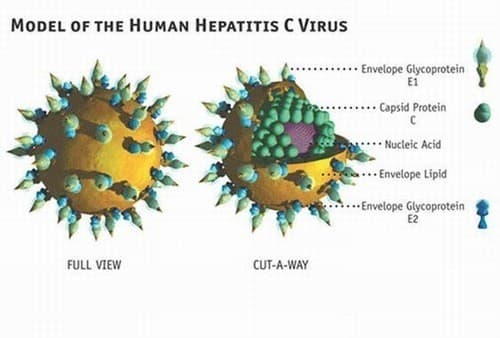 Xét nghiệm anti HCV là gì? 