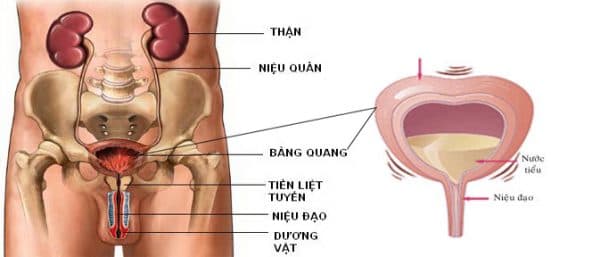 Bệnh đi tiểu nhiều lần ở phụ nữ