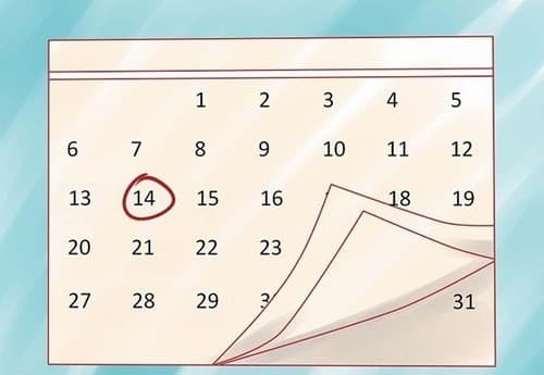 Canh ngày rụng trứng là cách giúp các cặp vợ chồng thụ thai hiệu quả hơn