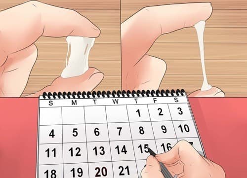 Tính ngày rụng trứng dựa vào chu kỳ kinh hoặc sự thay đổi của cơ thể