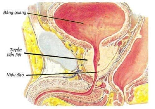 Niệu đạo là một bộ phận thuộc hệ tiết niệu của con người