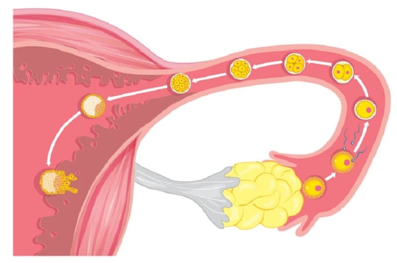 Rụng trứng là một sự kiện thiết yếu trong chu kỳ kinh nguyệt của phụ nữ,thường xảy ra vào khoảng giữa chu kỳ kinh