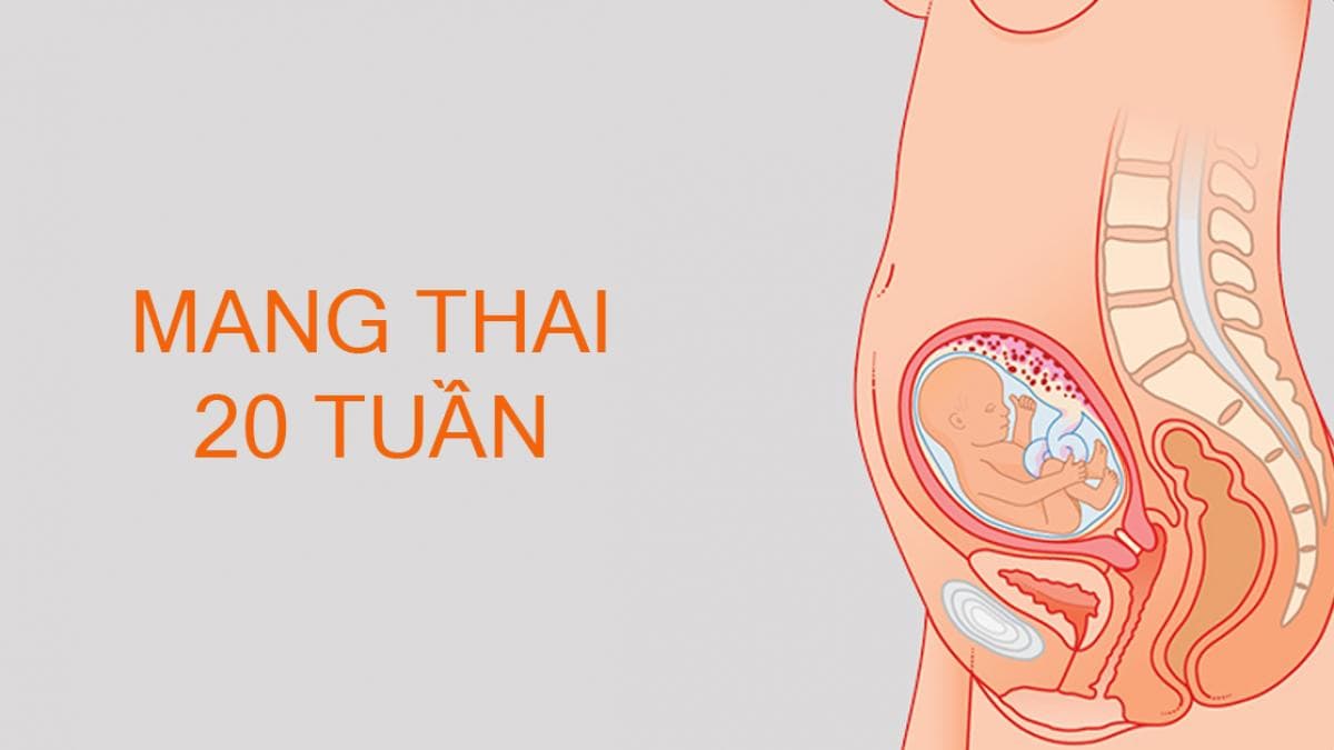 Thai 20 tuần nặng bao nhiêu là câu hỏi nhiều mẹ bầu quan tâm