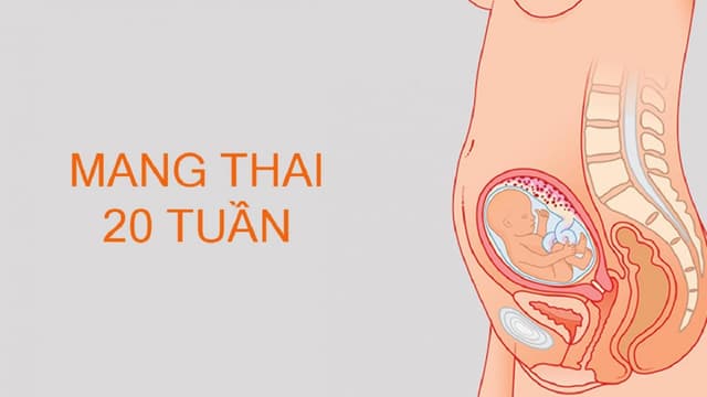 Cân nặng trung bình của thai nhi 20 tuần tuổi