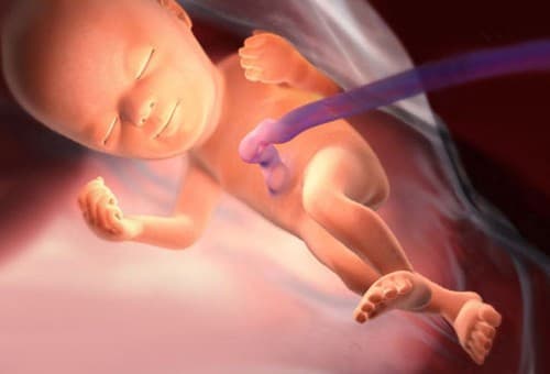 Thai 24 tuần có nhiều thay đổi đáng kể về bộ não và khả năng hình thành tính cách