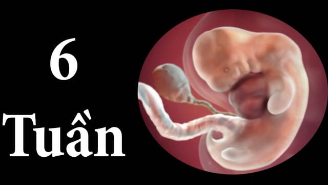 Thai 6 tuần phát triển ra sao?