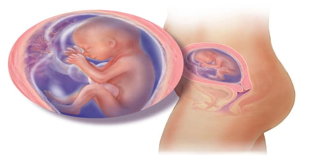 Thai 12 tuần và những biến đổi kì diệu