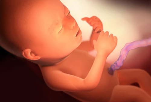 thai-nhi-22-tuan-phat-trien-the-nao-1