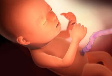 Thai nhi 22 tuần phát triển thế nào?