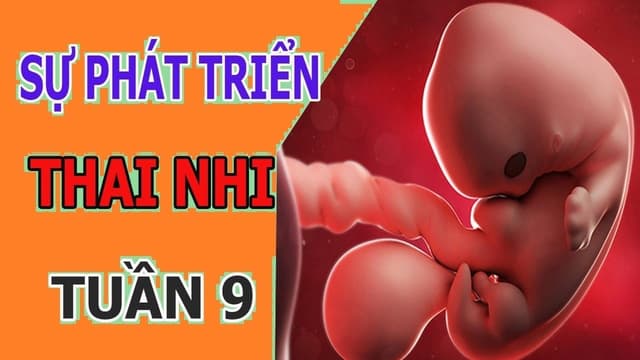 Thai 9 tuần và những điều cần biết