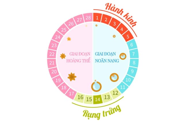 Chu kỳ kinh nguyệt là một hiện tượng hoàn toàn tự nhiên và bình thường