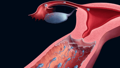 Trứng rụng sống được bao lâu trong tử cung?