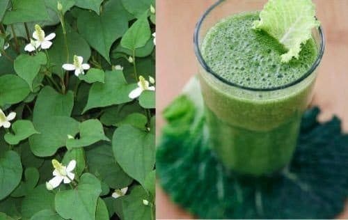 Chữa bệnh trĩ bằng rau diếp cá cũng được nhiều người sử dụng.