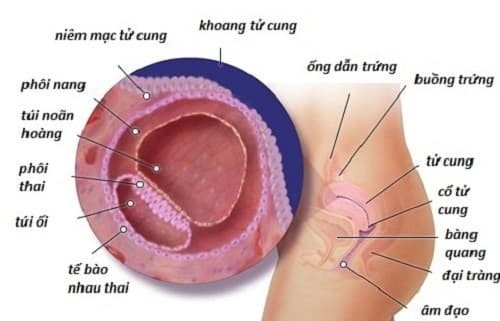 Niêm mạc tử cung là gì không phải chị em nào cũng biết