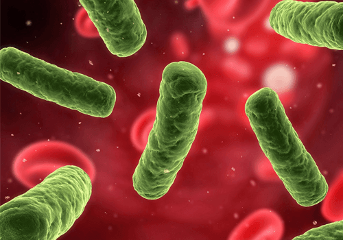 Vi khuẩn HP xâm nhập vào dạ dày của con người qua đường ăn uống.