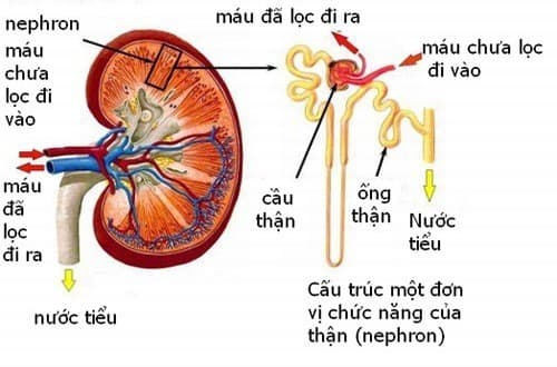 Vị trí của thận ở đâu và có chức năng gì?