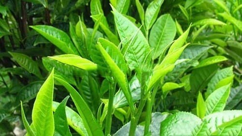 Lá trà xanh cũng có tính sát khuẩn cao, được dùng để vệ sinh vùng kín.