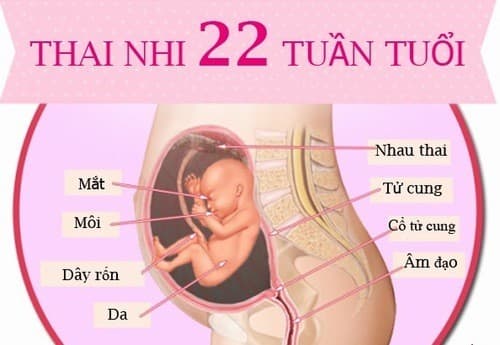 Ở tuần 22, mọi cơ quan của bé gần như đã hoàn thiện