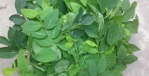 Rau ngót là lựa chọn số một của các chị em sau sinh mổ vì chúng chứa nhiều canxi cùng các vitamin A,B,C...