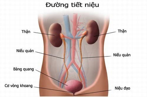 Đi tiểu ra máu không đau cũng là dấu hiệu cảnh báo bệnh lý cần phát hiện sớm và điều trị hiệu quả