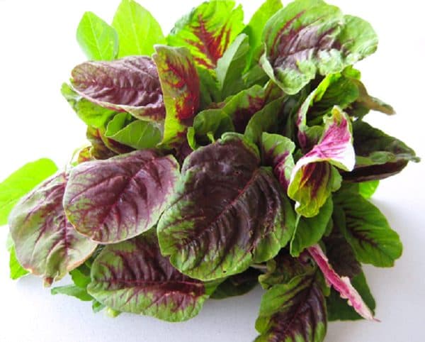 Rau dền có tác dụng giảm viêm, chống nhiễm trùng đường tiểu rất tốt cho bệnh nhân ung thư bàng quang. Một số loại thực phẩm có tác dụng tương tự là đậu xanh, đậu tương, cá trạch...