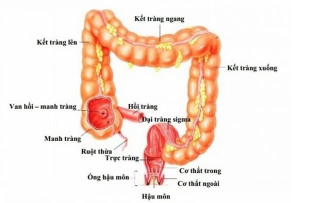 đại tràng là gì