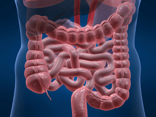 Đại tràng là gì? Cấu tạo và chức năng đại tràng