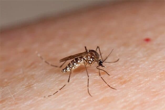 Virus Dengue không lây trực tiếp từ người sang người mà lây từ vật chủ trung gian là muỗi vằn