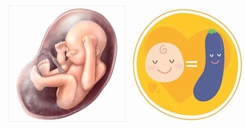 Sự phát triển của giác quan đạt tới đỉnh cao vào tuần này.