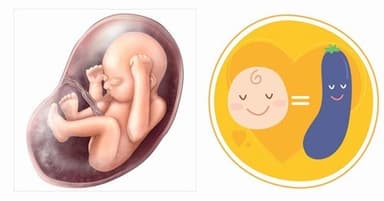 Thai 20 tuần phát triển thế nào?