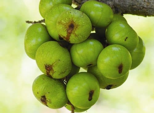 Quả sung chứa nhiều chất xơ và vitamin C giúp nhuận tràng, thông tiện, giải độc, trị táo bón, kích thích tiêu hóa.