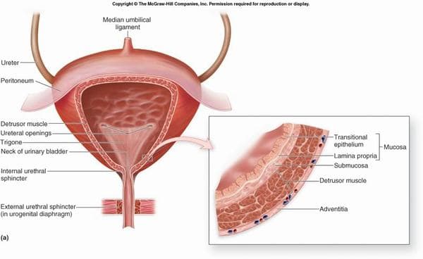 Sỏi bàng quang được hình thành chủ yếu do hiện tượng ứ đọng nước tiểu trong bàng quang