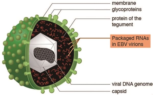 Nguyên nhân ung thư vòm họng bạn không ngờ tới