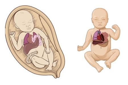 Thoát vị cơ hoành ở thai nhi là bệnh lí xảy ra do quá trình hình thành cơ hoành ở bào thai không được hoàn thiện. 