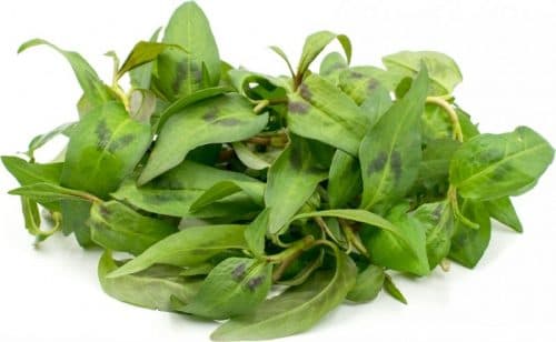 Rau răm là một trong những bài thuốc dân gian chữa chứng đầy hơi hiệu quả