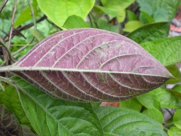 Dùng lá mơ là một trong những cách điều trị bệnh đau dạ dày được dân gian truyền tai nhau sử dụng