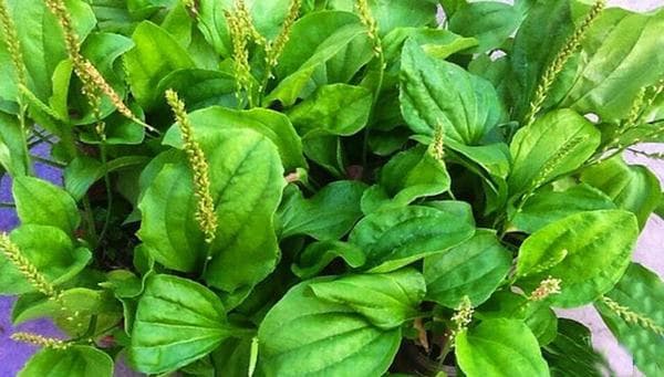 Dùng cây mã đề là một trong những cách dân gian chữa viêm niệu đạo