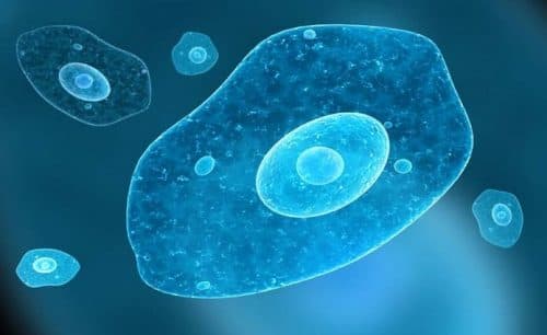 Bệnh lỵ amip xảy ra do ký sinh trùng Entamoeba histolytica