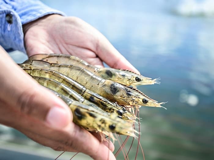 Bà đẻ chỉ nên ăn tôm tươi