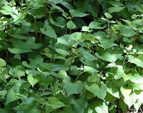 Rau diếp dá có tính hàn, mát máu, kháng viêm... được nhiều chị em dùng để trị huyết trắng ra nhiều. 