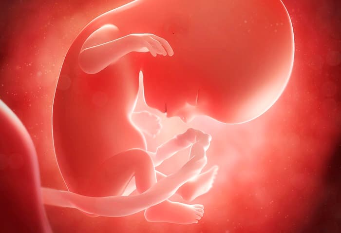 Ở tuần thai thứ 14, bé đang có sự phát triển mạnh mẽ về hình dáng