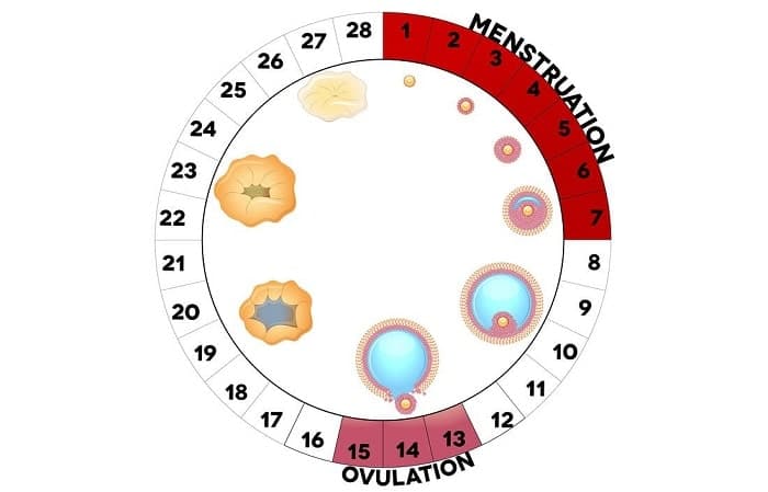 công thức tính ngày rụng trứng