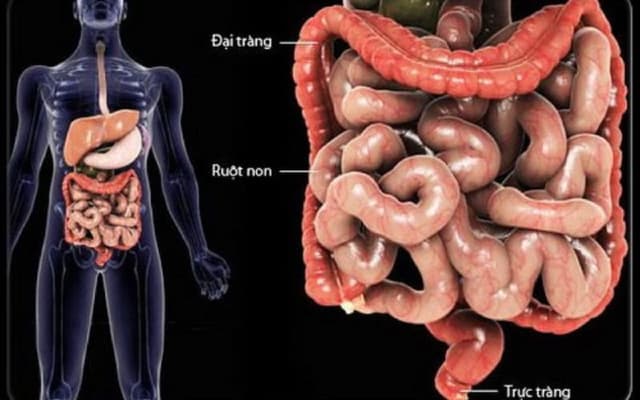 Sa ruột là gì? Bệnh viện ĐKQT Thu Cúc