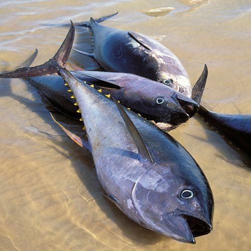 Trong quả chuối có chứa rất nhiều kali và magie. Một người đang mắc chứng đau nửa đầu nếu ăn chuối thường xuyên sẽ giúp thư giãn mạch máu và giảm đau đầu rất hiệu quả. Bên cạnh đó, các loại cá béo như cá hồi và cá ngừ giàu axit béo omega-3 cũng là loại thực phẩm vừa ngon miệng vừa hỗ trợ điều trị đau nửa đầu. Thường xuyên bổ sung các loại cá béo này vào bữa ăn hàng ngày sẽ giúp người bệnh giảm đau và viêm.