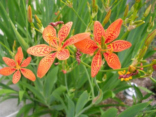 Chữa viêm họng hạt bằng cây rẻ quạt